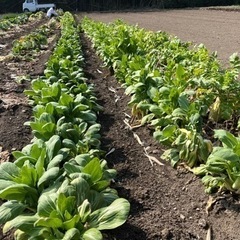 好評につき第四段　なくなったのであと里芋のみ