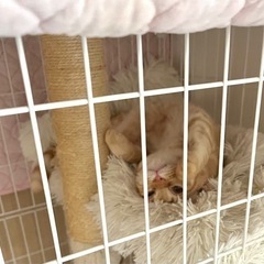 【里親決定】やんちゃな甘えん坊　男の子　生後半年
