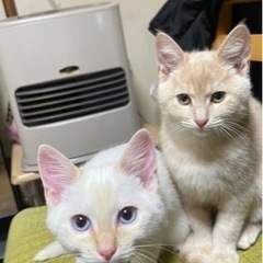 猫ちゃん - 猫
