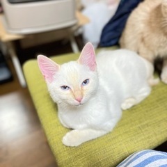 猫ちゃん - 春日井市