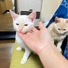 猫ちゃん