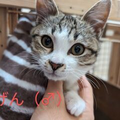 【引き取り手が見つかりました】兄妹ネコの里親募集（生後約6ヶ月）