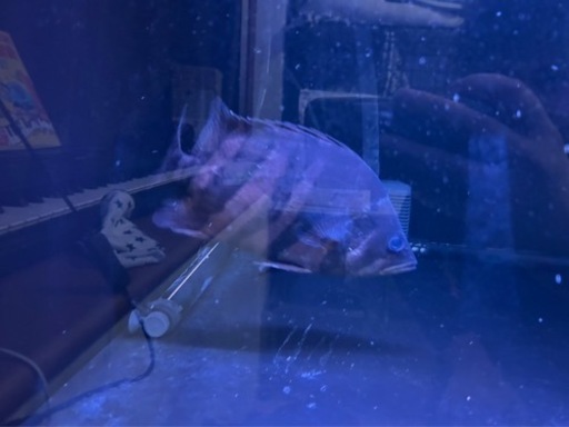 生体 その他 引き取り アクリル水槽 水槽