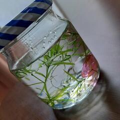 【ミナミヌマエビ】5匹　の画像