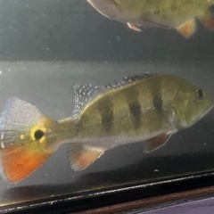 キクラ　オセラリス　2匹セットの画像