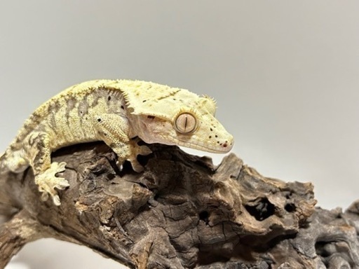 クレステッドゲッコー 沖縄》クレステッドゲッコー7000円～販売中！ (れるぶん) 浦添前田の