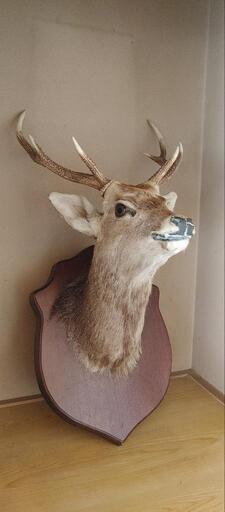鹿の剥製、角