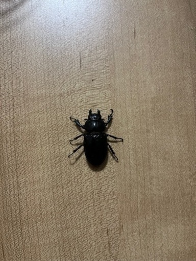 【売約済み】ミクラミヤマ　2ペア