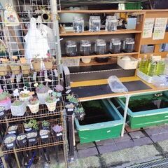 【メダカ】めだか無人販売❗ミジンコ、ゾウリムシも！
