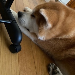 良い子なんです