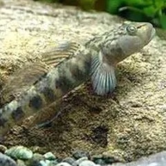 ヨシノボリ　10匹