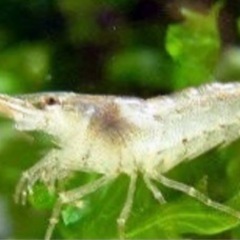（エビ）ミナミヌマエビ（６０匹）＋（６匹おまけつき） 