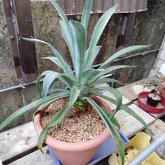 観葉植物　アガベの画像