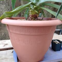 観葉植物　アガベの画像