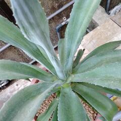 観葉植物　アガベの画像