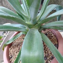 観葉植物　アガベの画像