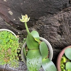 植木鉢 選び放題 1つからでも可能スイセン 他多数 お花が咲きます