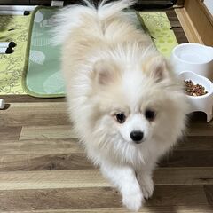 ポメラニアン8か月オス　里親募集→決まりました　骨折治療中