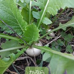 自然菜園に興味のある方！奈良県橿原市にある放棄地の田んぼと畑を自然農で再生します。 - 橿原市