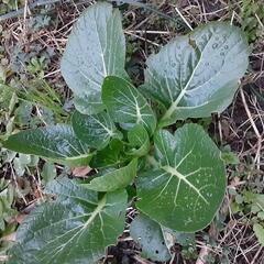 自然菜園に興味のある方！奈良県橿原市にある放棄地の田んぼと畑を自然農で再生します。 - その他