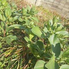 自然菜園に興味のある方！奈良県橿原市にある放棄地の田んぼと畑を自然農で再生します。 − 奈良県