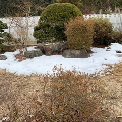 庭木　庭石　あげますの画像