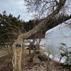 庭木　庭石　あげますの画像