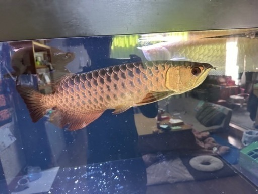 引き取り限定アロワナ42±
