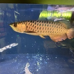 引き取り限定アロワナ42±