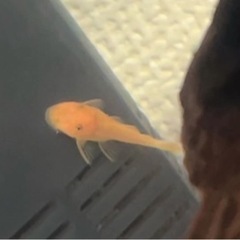 スーパーレッドブッシープレコ ベビー 熱帯魚 観賞魚 水槽掃除