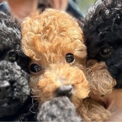 トイプードルタイニー男の子ブラック＆レッド17万です🐩💖バレンタ...