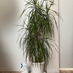 【引き渡し者様決定】観葉植物　セット　モンステラの画像