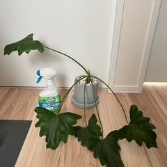 【引き渡し者様決定】観葉植物　セット　モンステラの画像