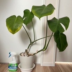 【引き渡し者様決定】観葉植物　セット　モンステラの画像