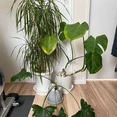 【引き渡し者様決定】観葉植物　セット　モンステラ