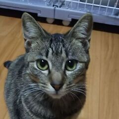 譲渡成立しました。ちょっとビビり、でも甘えん坊な男の子