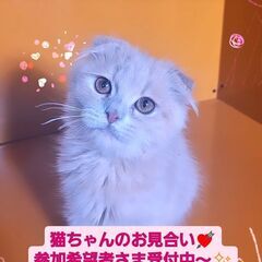 3/3(日)譲渡会♪9月生スコティッシュフォールド♂ (⋈◍＞◡＜◍)。✧♡の画像