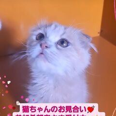 3/3(日)譲渡会♪9月生スコティッシュフォールド♂ (⋈◍＞◡＜◍)。✧♡ - 大田区