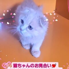 3/3(日)譲渡会♪9月生スコティッシュフォールド♂ (⋈◍＞◡＜◍)。✧♡ - 猫