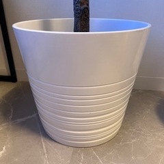 観葉植物 フェイクグリーン 2本　植木鉢付き【バラOK】の画像
