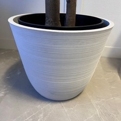 観葉植物 フェイクグリーン 2本　植木鉢付き【バラOK】の画像