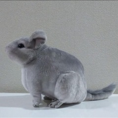 りあるあにまるず チンチラの画像