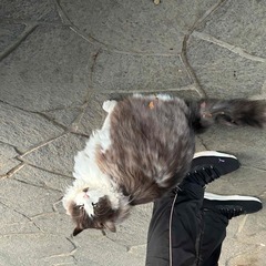 里親さん決まりました。ありがとうございました。　まるでノルウェージャン