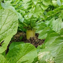 収穫・摘み取り体験　畑を耕して野菜をつくりませんか？　日々いろい...