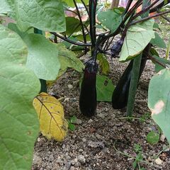 収穫・摘み取り体験　畑を耕して野菜をつくりませんか？　日々いろいろな仕事があります。の画像
