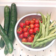 収穫・摘み取り体験　畑を耕して野菜をつくりませんか？　日々いろいろな仕事があります。の画像