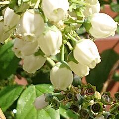収穫・摘み取り体験　畑を耕して野菜をつくりませんか？　日々いろいろな仕事があります。の画像