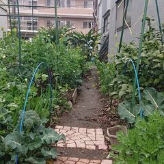 収穫・摘み取り体験　畑を耕して野菜をつくりませんか？　日々いろいろな仕事があります。の画像