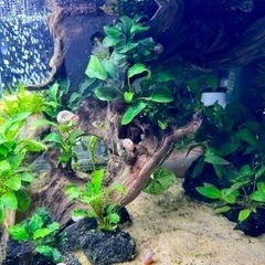 【終了】アベニーパファ 30ｾﾝﾁスリム水槽の画像