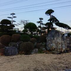 🌱造園アルバイト募集🍀の画像